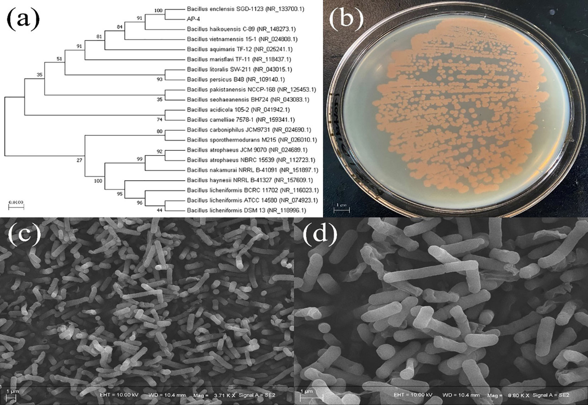 Frontiers | The structure, characterization and dual
