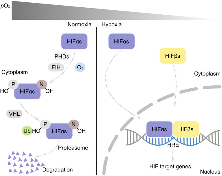 Frontiers | The origin and distribution of the main oxygen sensing ...