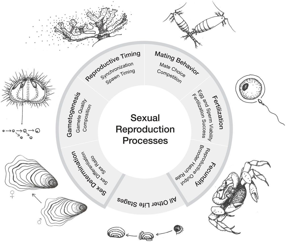 Frontiers Ocean acidification does not overlook sex Review of  