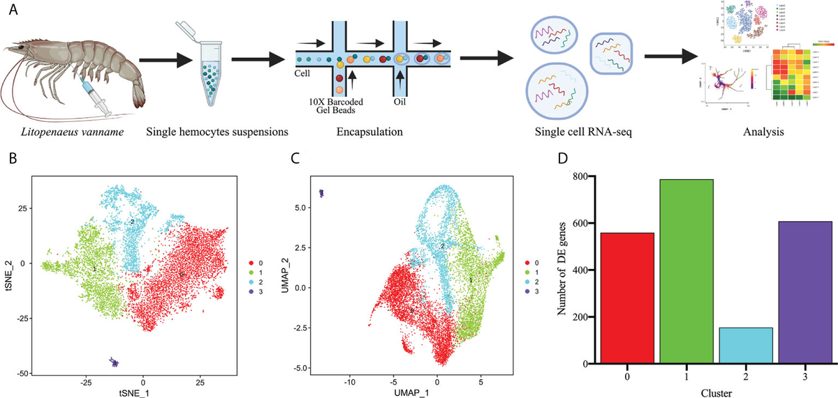 Frontiers | Single-cell RNA-seq uncovered hemocyte