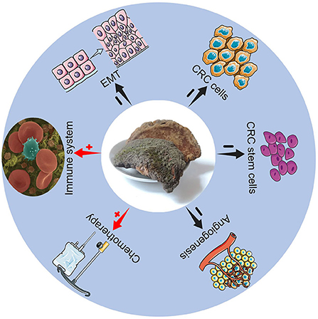 Frontiers | The treatment effects of Trametes Robiniophila
