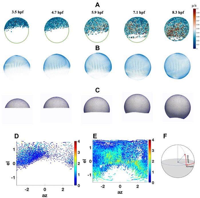 Frontiers | Determining the role of advection in patterning