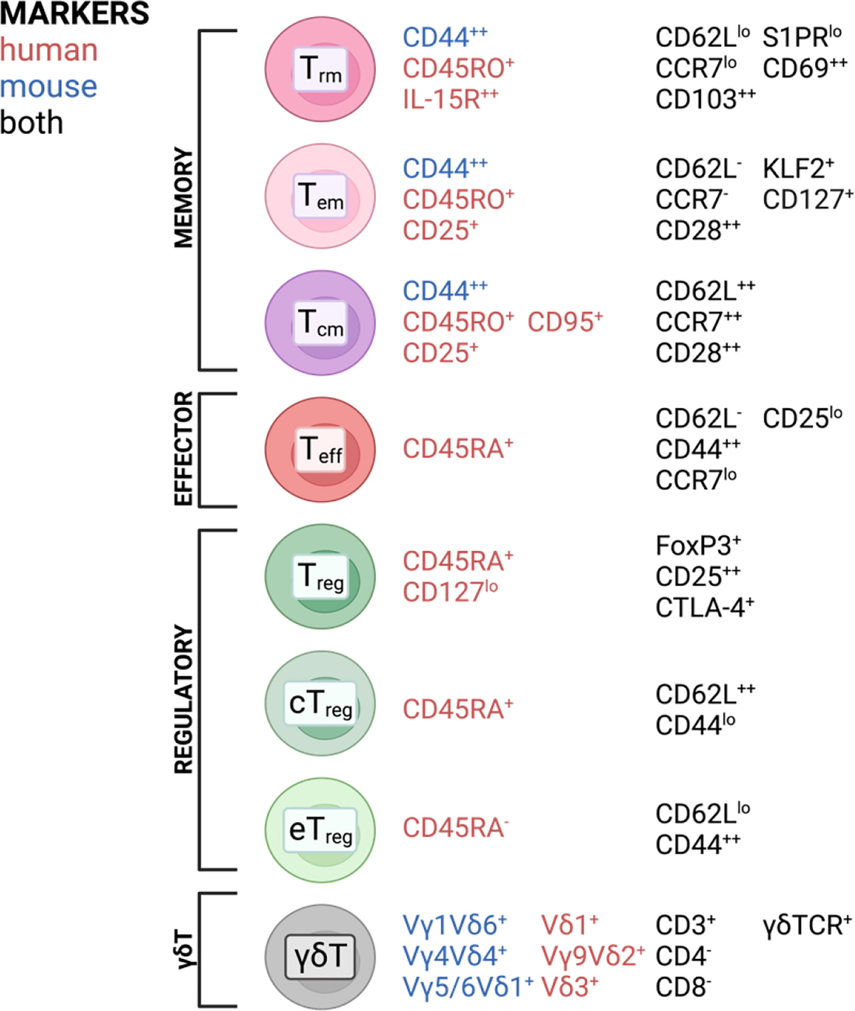 (Not) Home alone: Antigen presenting cell – T Cell communication in ...