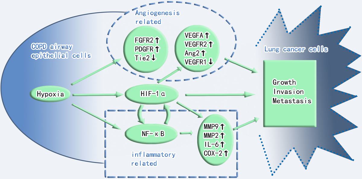 Frontiers | Hypoxia-inducible factor 1-alpha is a driving