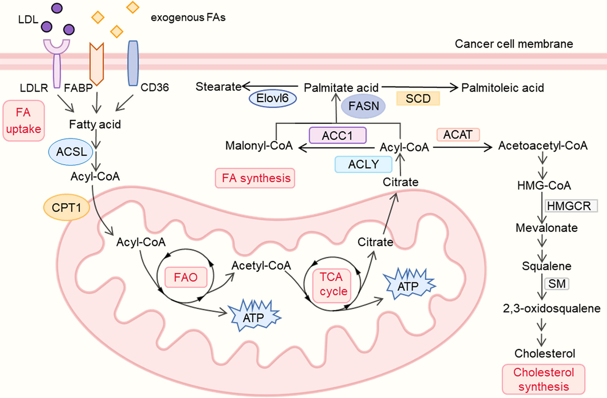 Frontiers | The role of lipid metabolism in tumor immune