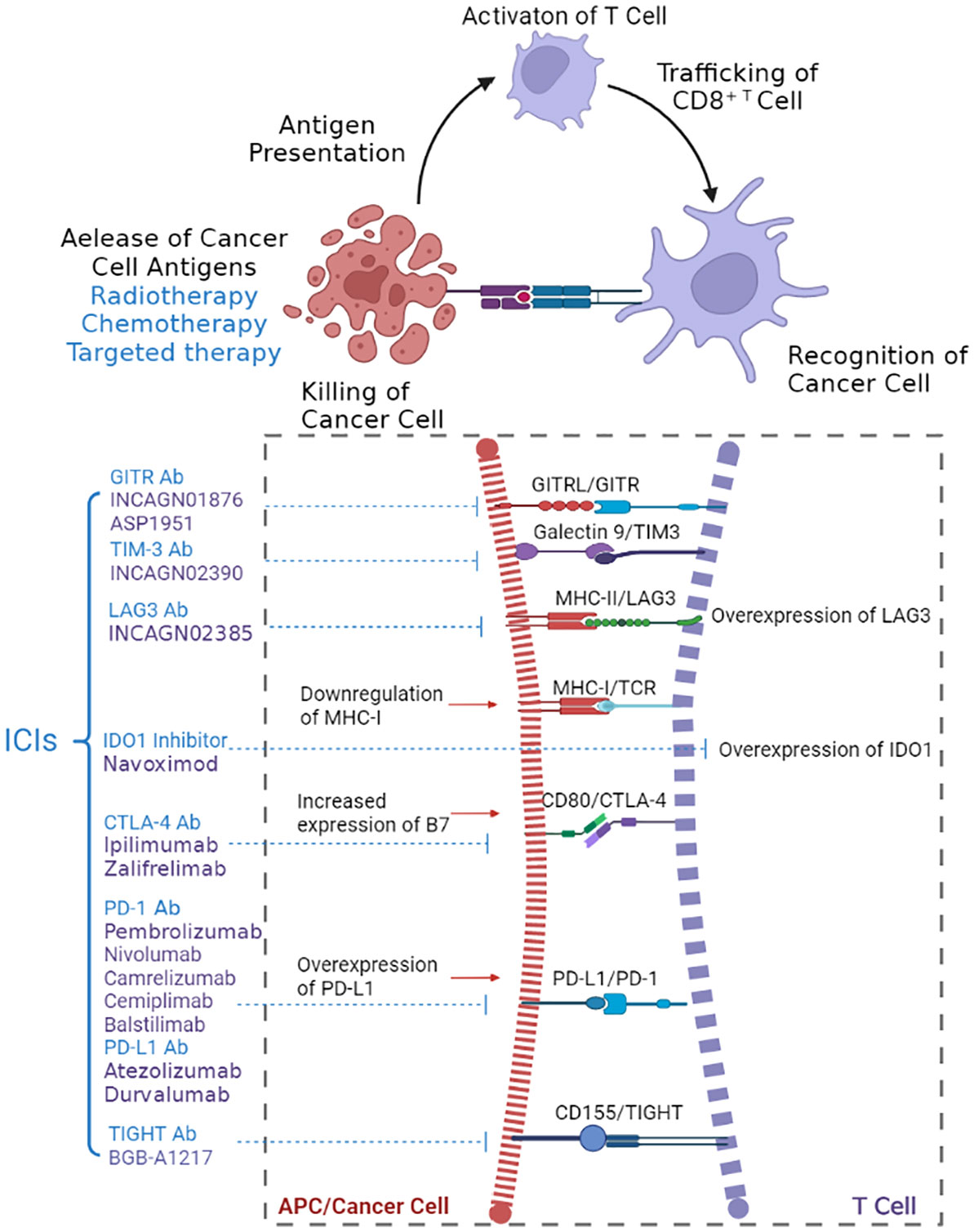 Frontiers | Immune checkpoint inhibitors in cervical cancer