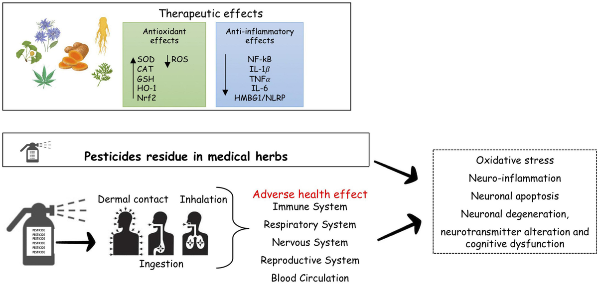 ブランドバッグ 人気ランキング2024 herbs Medicinal | Frontiers and Overview sclerosis: multiple その他