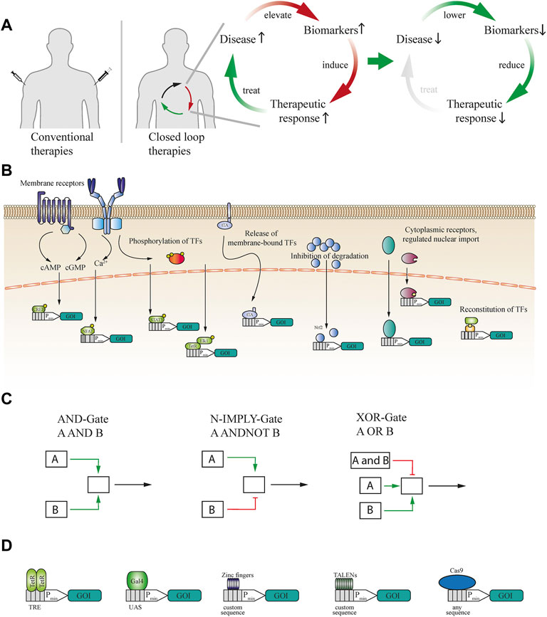 Feedback Control in Systems Biology: 9781439816905: Medicine