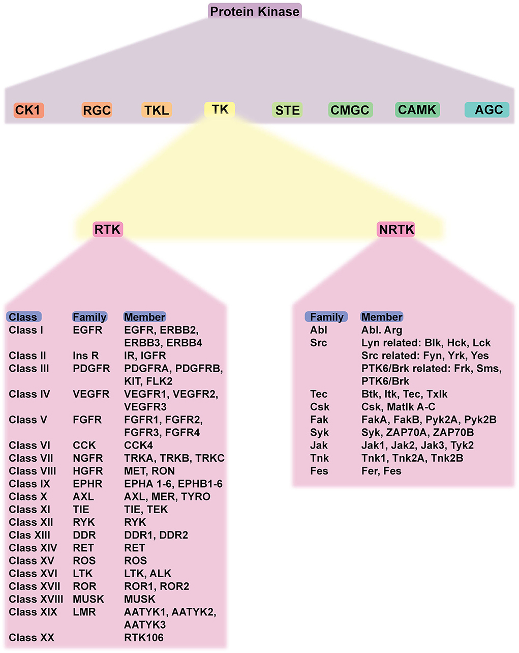 Frontiers | The two facets of receptor tyrosine kinase in Frontiers | The two facets of receptor tyrosine kinase in