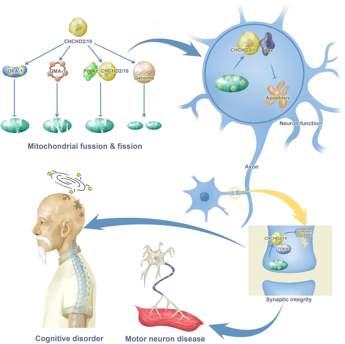 Frontiers | CHCHD2 and CHCHD10: Future therapeutic targets