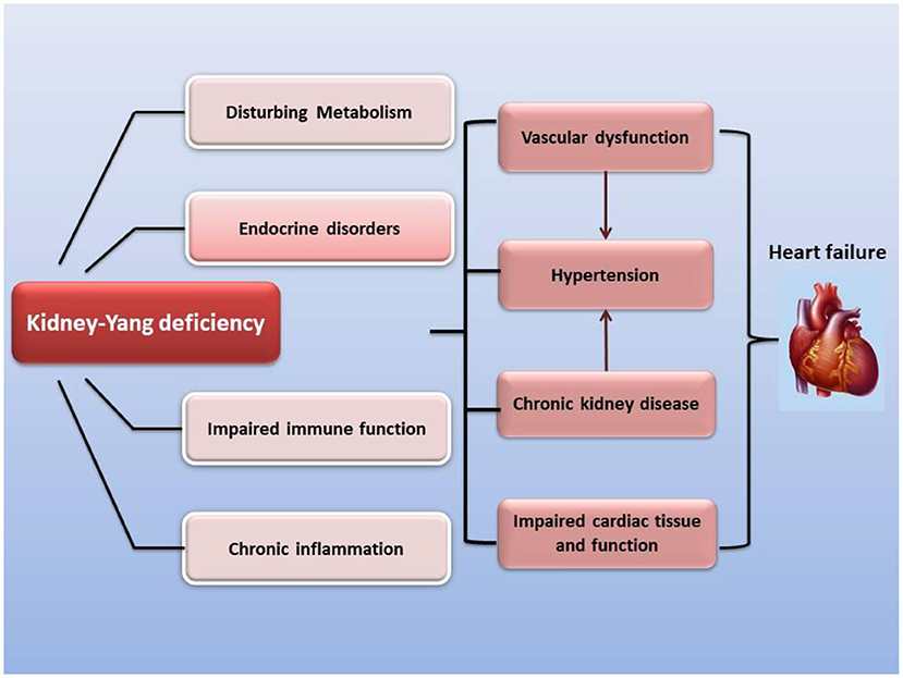 Frontiers | Mechanism of tonifying-kidney Chinese herbal