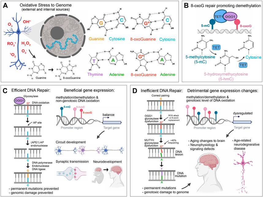 レビュー高評価アイテム特集｜ファッション通販 DNA of faces two The | Frontiers oxidation and genomic in トップス