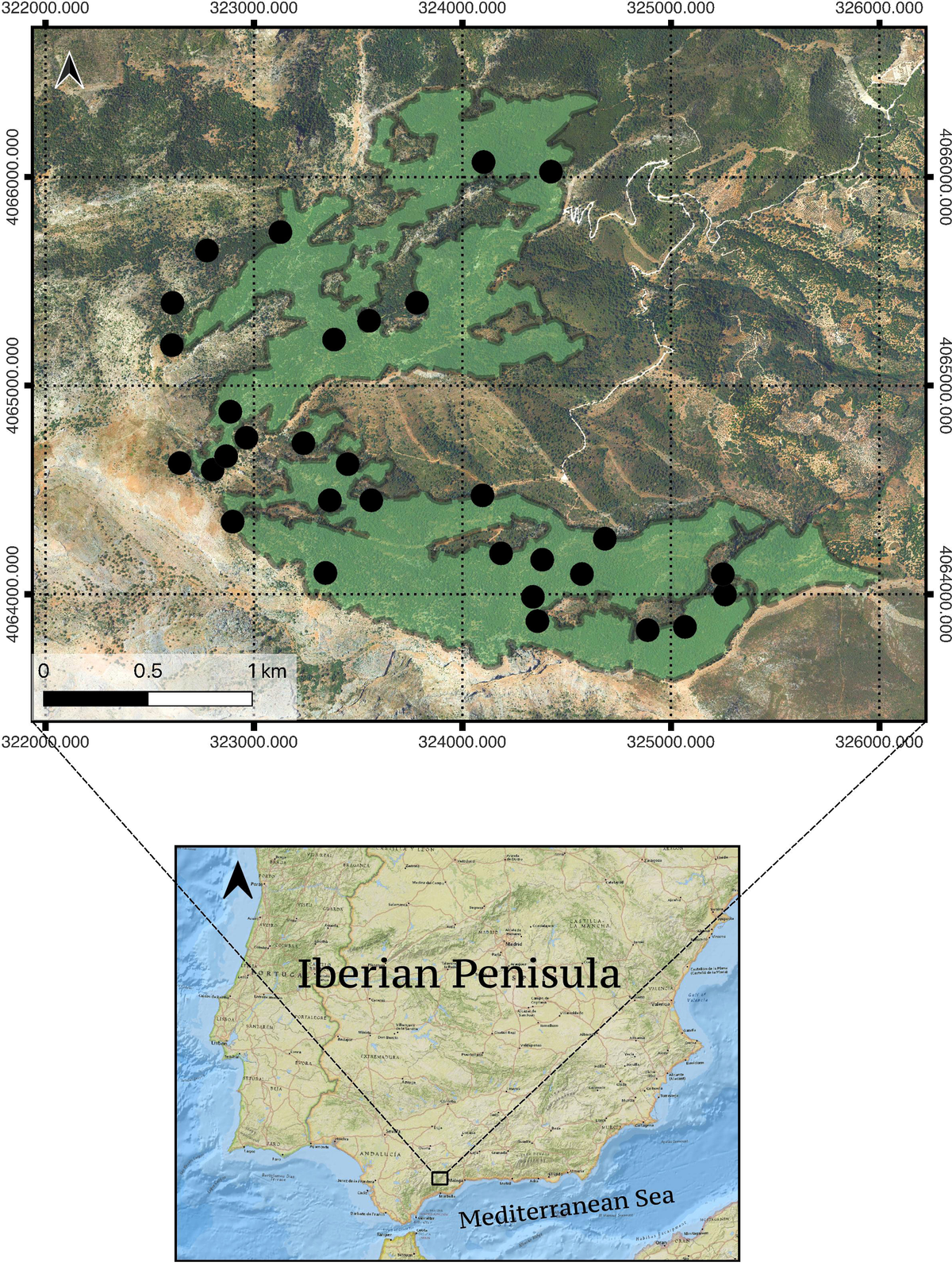 Frontiers Unexpected resilience in relict Abies pinsapo Boiss forests
