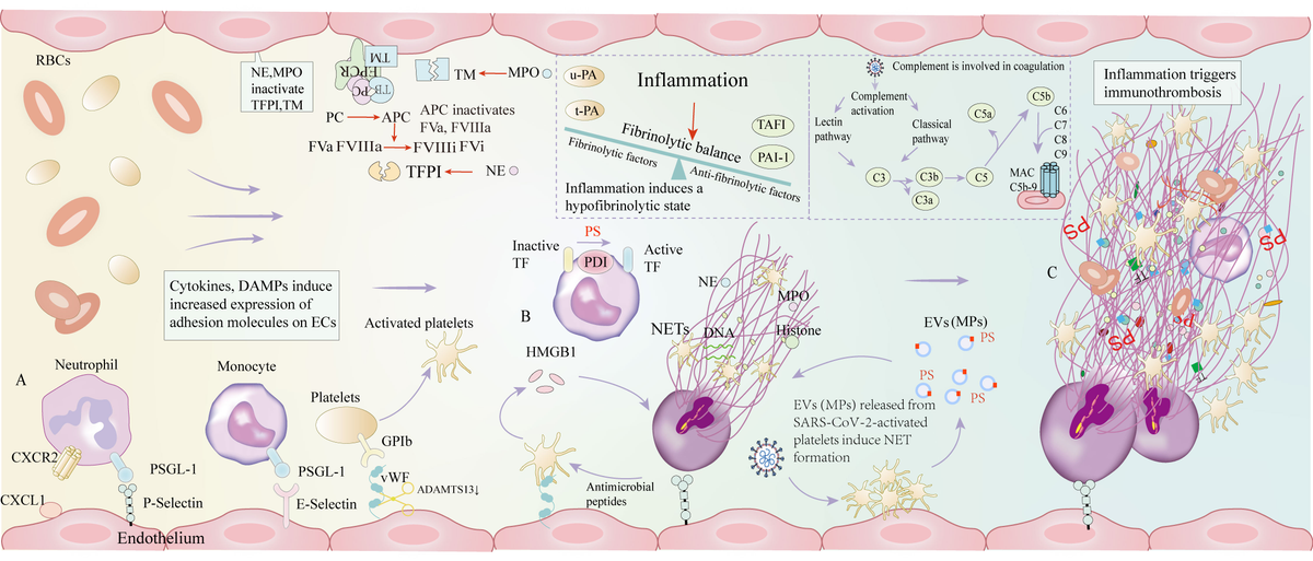 Thrombosis Medicine Vol.6 No.2(2016 特集:後天性凝固異常症の病態と診療 「Thrombosis Medicine Frontiers | Pathophysiological mechanisms of thrombosis in
