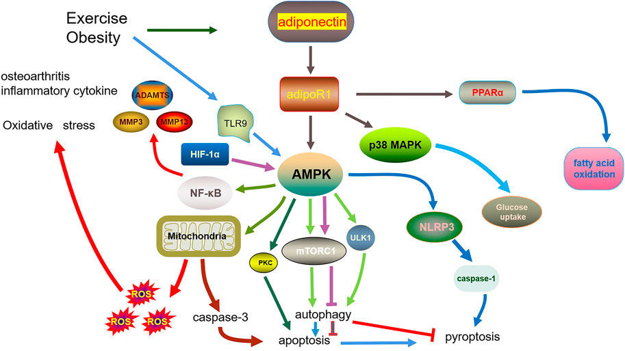 Frontiers | Role of adiponectin in osteoarthritis