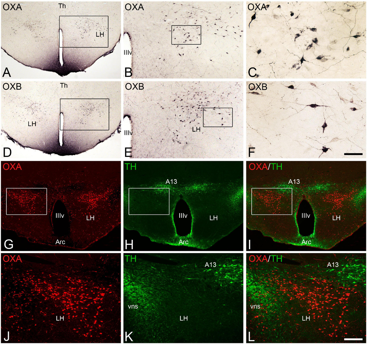 1-st siberian mouse Frontiers | Hypothalamic orexinergic neuron changes during the hibernation  of the Syrian hamster