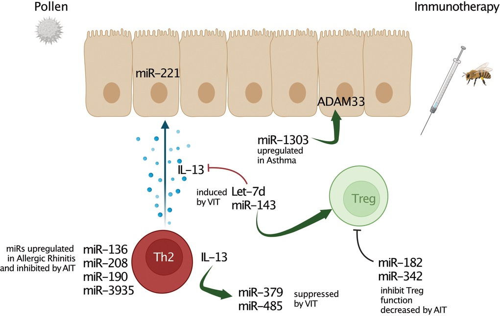 Frontiers | Role of microRNAs in type 2 diseases and