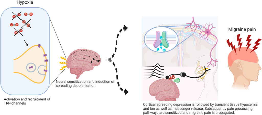 Frontiers | Hypoxia-related mechanisms inducing acute mountain 