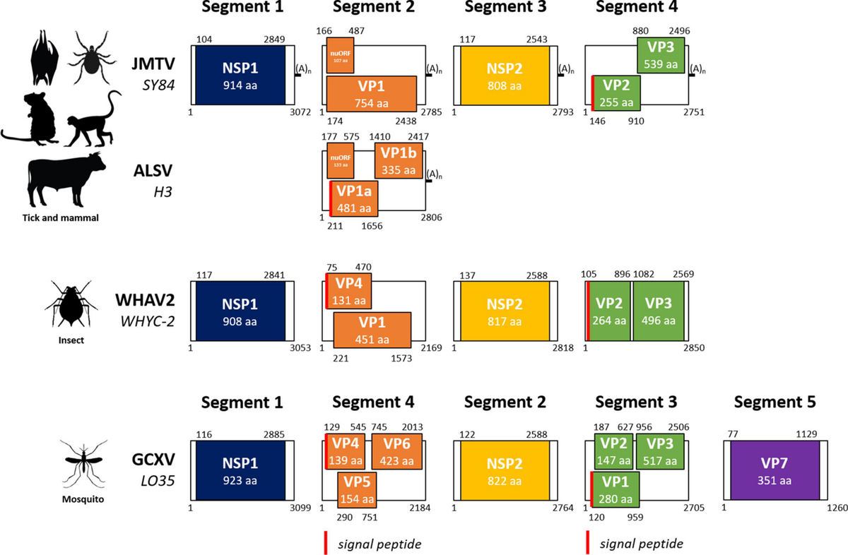 Frontiers | Jingmenviruses: Ubiquitous, understudied