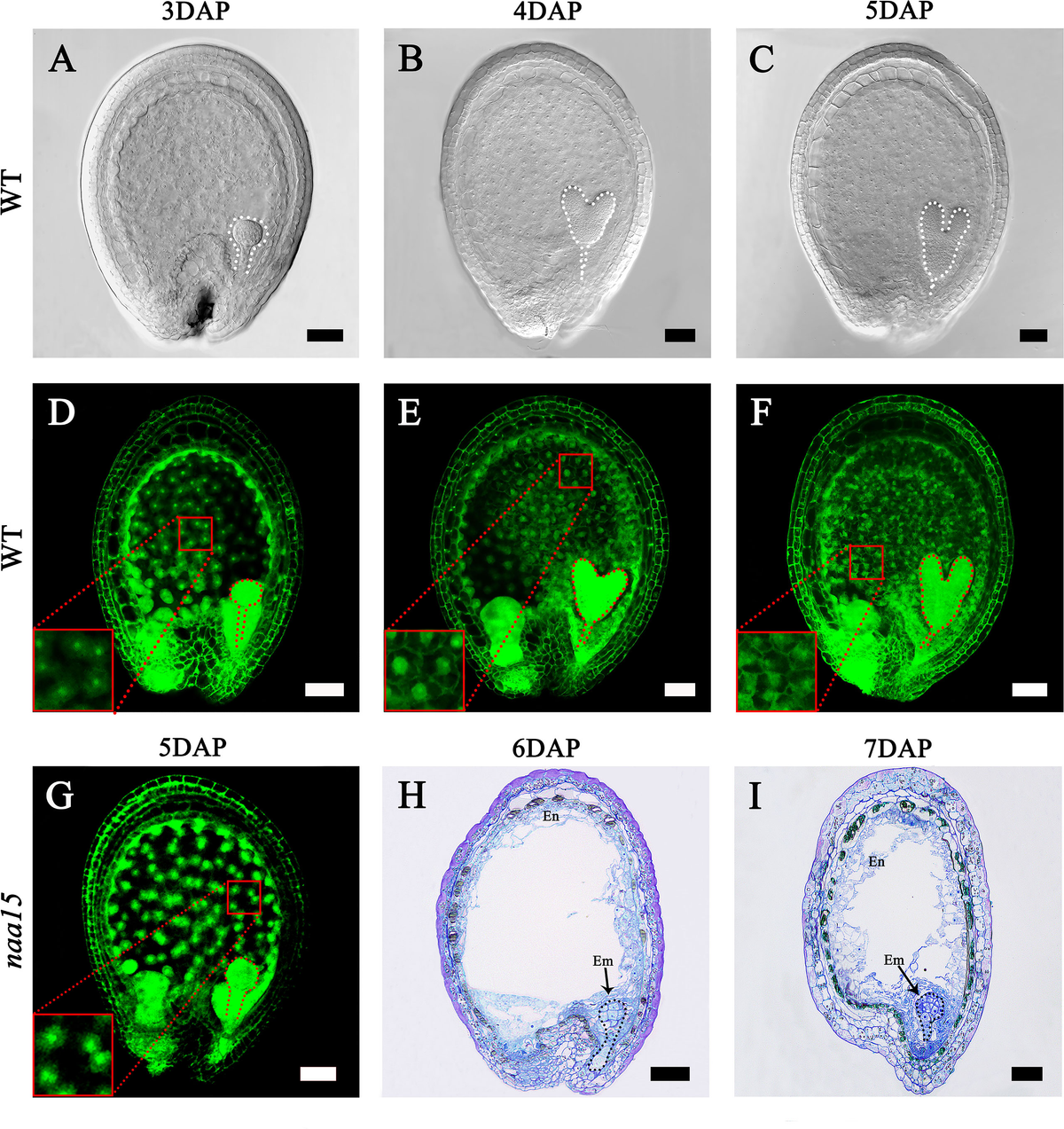 Group  – Up Against Tha Wall Sucrose participates in the flower bud differentiation