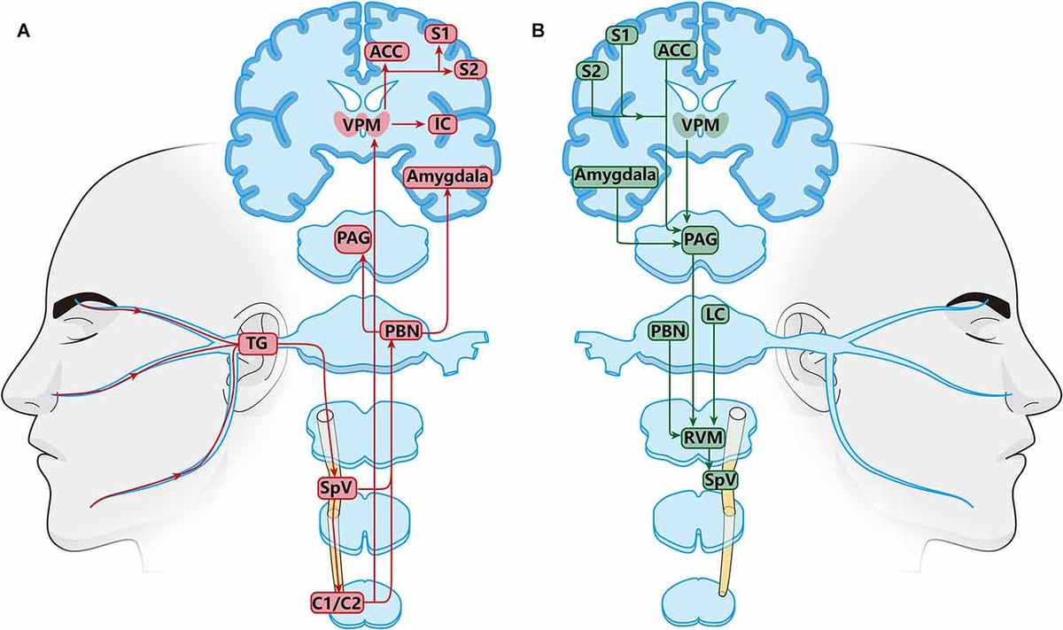 Frontiers NMDARs mediate peripheral and central sensitization