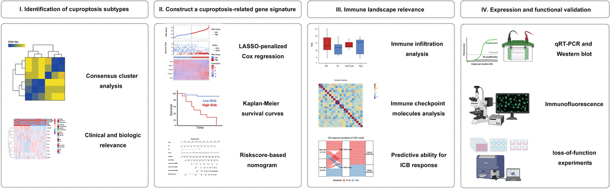 Frontiers | A novel cuproptosis-related subtypes and gene