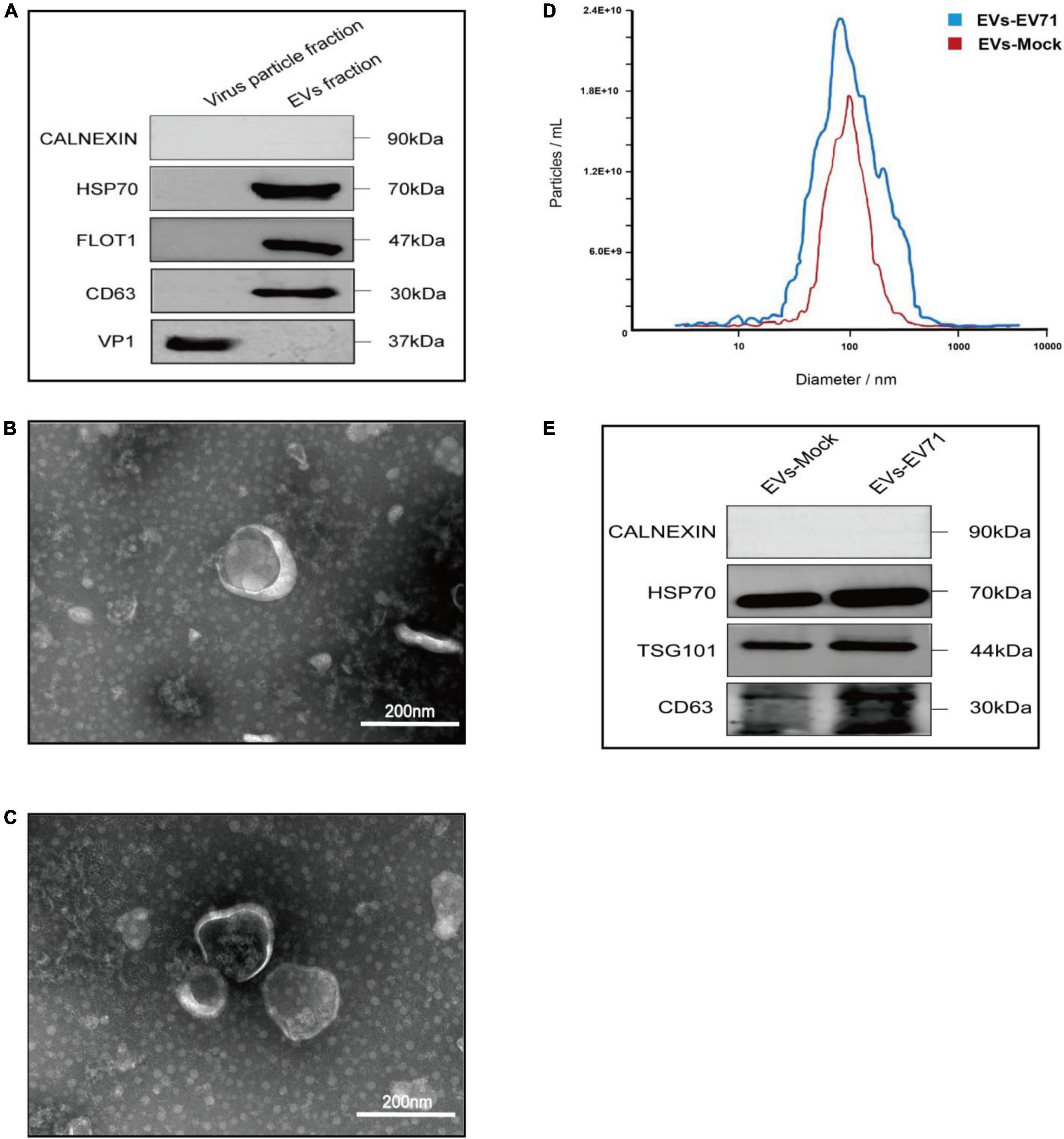 fmicb-15-1430052-g001.jpg