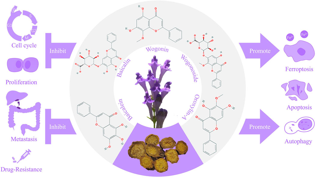 Frontiers | Scutellaria baicalensis and its flavonoids in the treatment ...