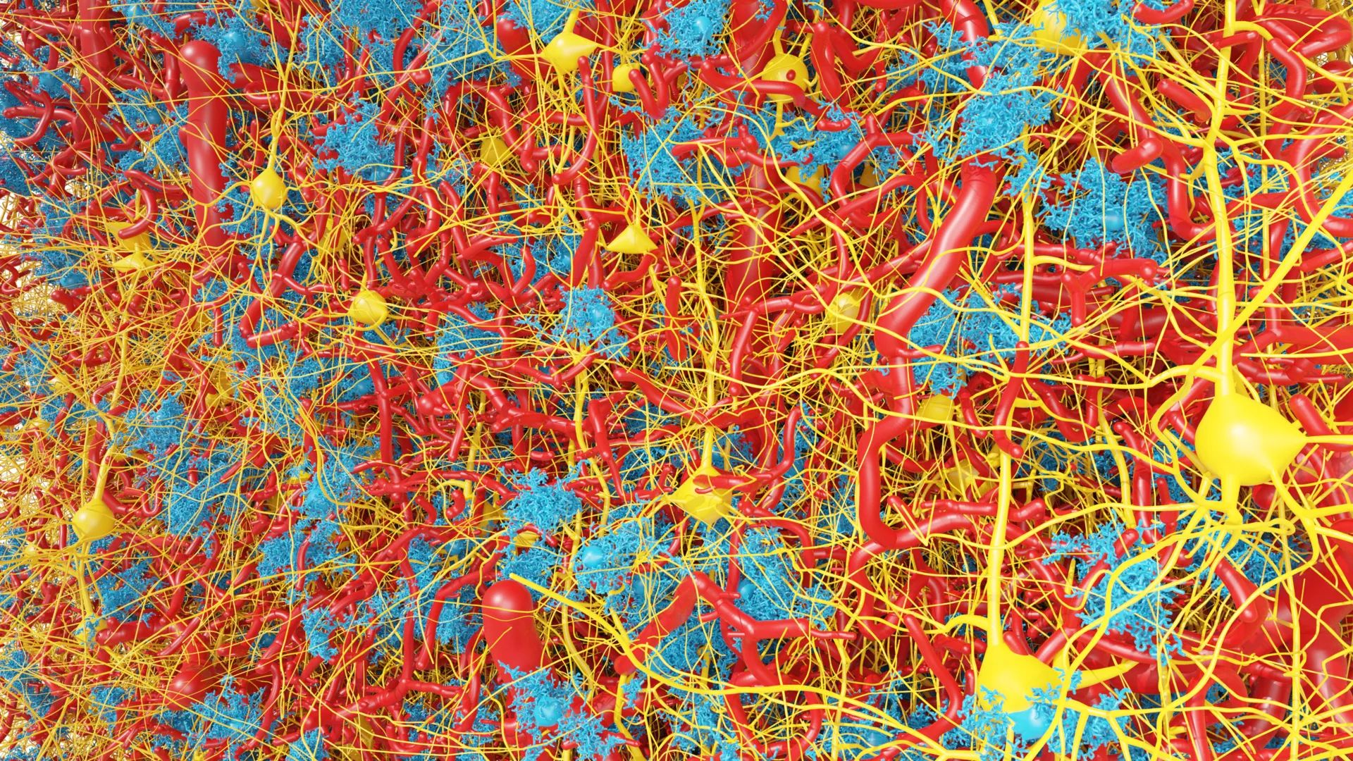 3D model generated by the researchers representing the breakdown and repair of metabolism in the aging brain that might lead to dementia. Using an illustration of a dense, colorful neuronal network, it shows tangled red, yellow, and blue lines that represent neurons, glia, and vasculature.