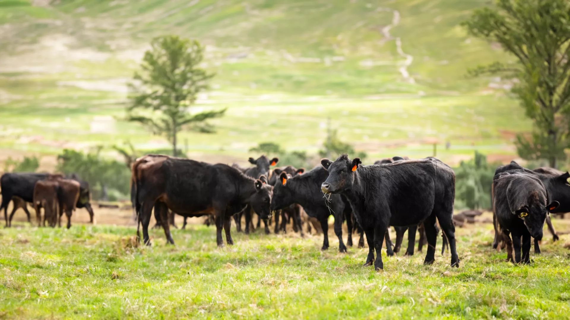 Image of a herd of cows in a field
