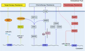 Frontiers | The role of lncRNA H19 in tumorigenesis and drug