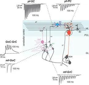 洋書 Computational Neurogenetic Modeling Amazon.com: Modeling Neural Circuits Made Simple with Python