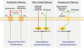 Ｐｕｌｍｏｎａｒｙ　Ｈｙｐｅｒｔｅｎｓｉｏｎ　Ｕｐｄａｔｅ Ｖｏｌ．２　Ｎｏ．２（２０１６/メディカルレビュ-社（大型本） Pulmonary Hypertension Update（パルモナリー ハイパー