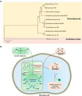 Frontiers | Recent advances and trends of trichloroethylene