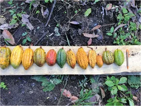 The Genetic Diversity of Cacao and Its… Cacao and its Varieties | Chocolate Class