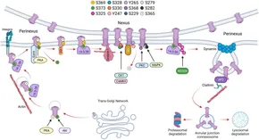 Connexin43 in Musculoskeletal System: New Targets for
