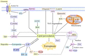 RETEN Frontiers | Ferroptosis in non-alcoholic liver disease: Molecular ... Frontiers | Ferroptosis in non-alcoholic liver disease: Molecular ... RETEN Frontiers | Ferroptosis in non-alcoholic liver disease: Molecular ... Frontiers | Ferroptosis in non-alcoholic liver disease: Molecular ...