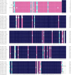 ランキングや新製品 Cloning | Frontiers of and trifoliata Poncirus of gene CHS a こたつ