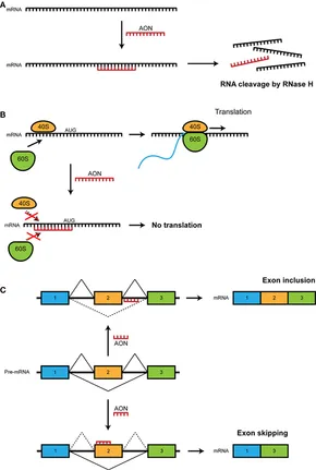 A role for a micron-scale supramolecular myosin array in