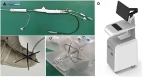 Frontiers | Study on the process of cardiomyocyte apoptosis