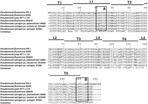Frontiers | Structure-to-function relationships of bacterial