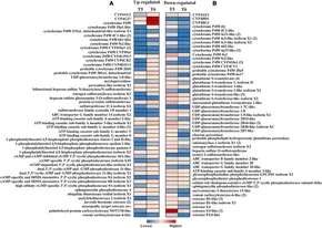 Frontiers | Age matters: Life-stage, tissue, and sex