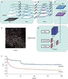 TＡＫＡＨＩＲＯ Frontiers | NeuroSeg-II: A deep learning approach for