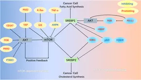 RETEN Key events in cancer: Dysregulation of SREBPs - Frontiers fphar-14-1130747-g002.jpg RETEN Key events in cancer: Dysregulation of SREBPs - Frontiers fphar-14-1130747-g002.jpg