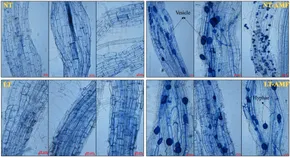 【GENBE】 Re-Evaluating Botryosphaeriales: Ancestral State