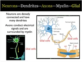 Frontiers | Mechanisms of white matter change induced by