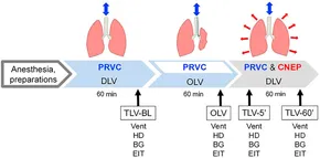 The Respiratory System in Equations | SpringerLink