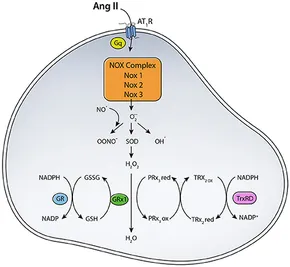 fphys-05-00439-g001.jpg