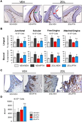 Frontiers | Intermittent parathyroid hormone enhances the