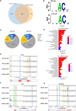 Frontiers | Dissecting the effects of METTL3 on alternative